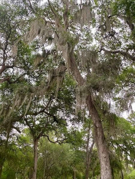 Florida & Georiga Spanish Moss